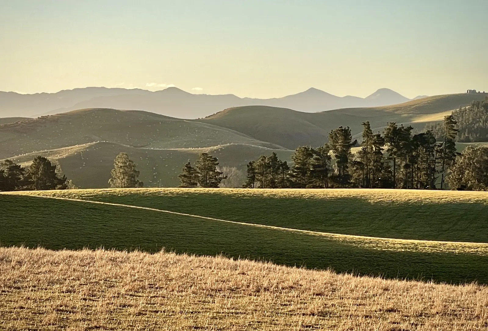 Grazed hill country at low sun, a shelterbelt of pines, and hazed ranges beyond