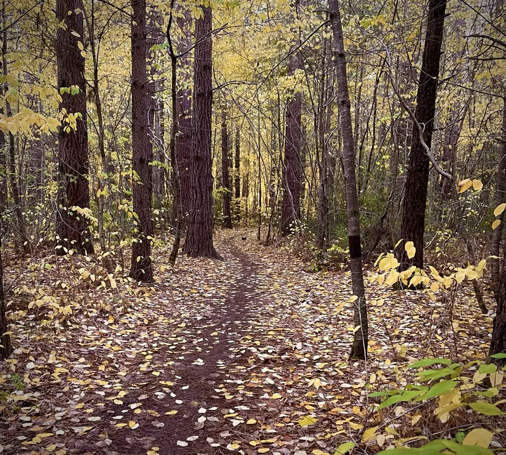 A grassy walking track forking through open country