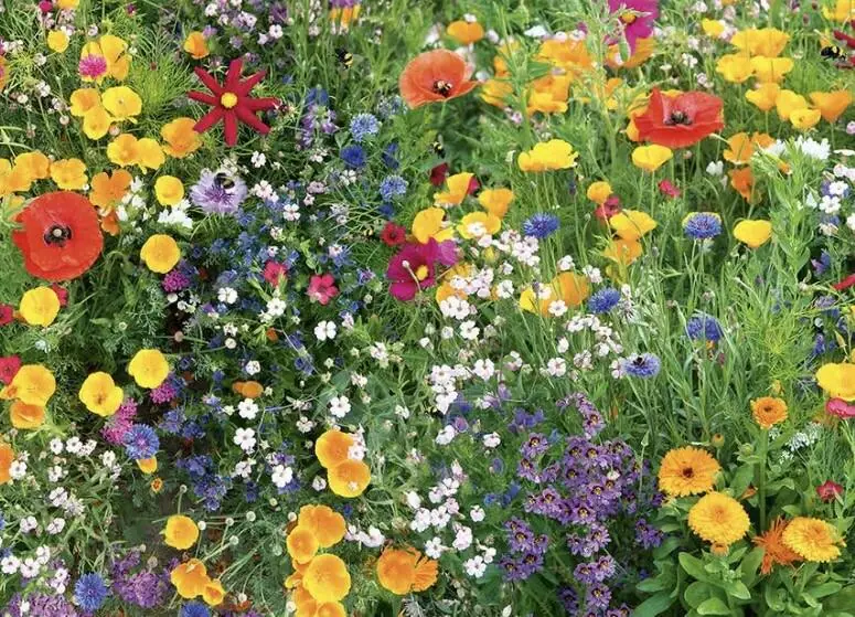 A dense bed of mixed wildflowers in reds, yellows, purples and white