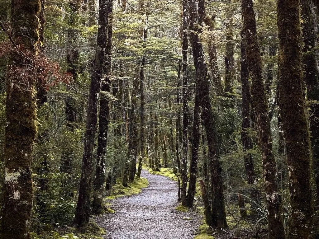 A quiet walking track through native beech forest